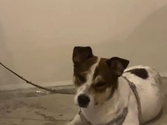 -爱侣宠医·鹦鹉专科·小型哺乳类·异宠专科(灵石路店)