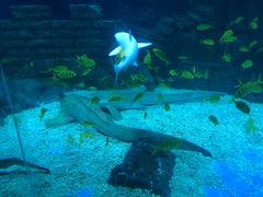 -烟台海昌鲸鲨海洋公园