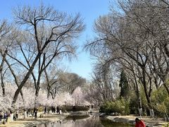 -桃花堤公园