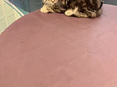 -FAELING PETS美天灵宠物(合生汇店)