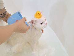 -momokira米努特·德文卷毛猫·棉花面纱犬