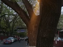 -北京国子监胡同