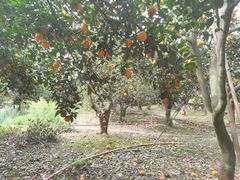 -胖大姐黄辣丁鱼庄(新津店)