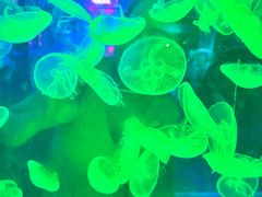 -太奥幻太奇海洋馆
