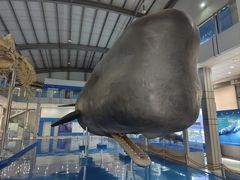 -上海海洋大学鱼文化博物馆(军工路校区)