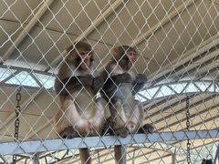 -西霞口神雕山野生动物世界