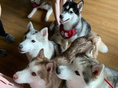 -Husky Go! 哈士奇体验馆·宠物咖啡厅狗咖