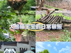 -都江堰中华大熊猫苑