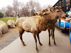-北京野生动物园