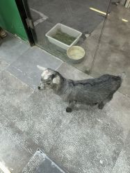 -神奇动物撸宠馆·羊驼·小浣熊·异宠(豫园店)