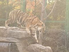 -上海野生动物园老虎餐厅