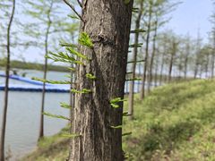-合肥滨湖国家森林公园