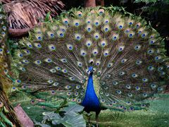 -广州长隆野生动物世界