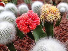 -南通洲际绿博园