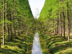 -黄海国家森林公园