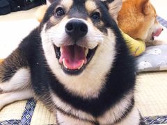 -逗柴咖啡屋·狗咖猫咖宠物桌游