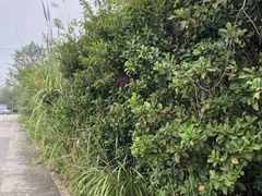 -桤木河湿地公园