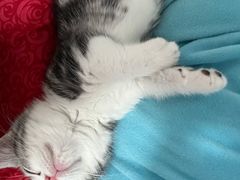 -lincat·猫舍(广州店)
