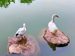 -莲湖公园