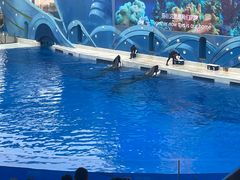 -上海海昌海洋公园