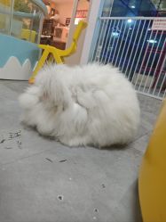-神奇动物撸宠馆·羊驼·小浣熊·异宠(豫园店)