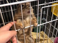 -猫色咖啡·猫咖