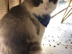 -喵喵咪呀布偶猫咖(春熙路店)