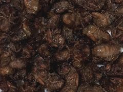 -夏家大锅台炖鱼馆