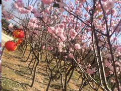 -天适樱花悠乐园