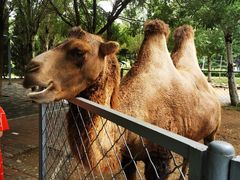 -长白岛森林公园