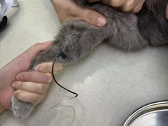 -拜鲁耶动物诊疗中心·宠家动物医院