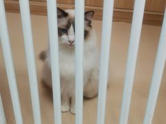 -猫在这儿猫咪咖啡馆·撸猫馆