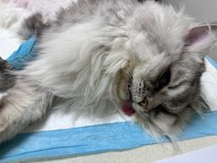 -宠颐生汉谟拉比宠物医院