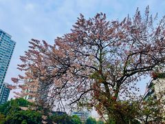 -成都市活水公园