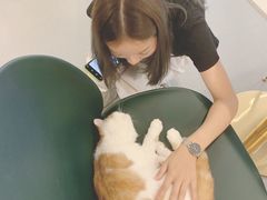 -飞行喵MR PILOT|猫舍·猫咖(静安大融城店)