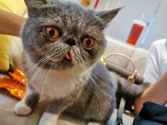 -啵啵喵·猫咖(攀华国际店)