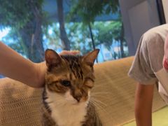 -御宝贝·A梦猫科宠物医院(国际猫友好医院)