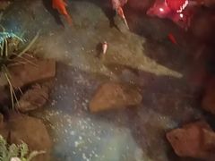 -鱼满舱·鲜活海鲜·正宗鲁菜