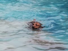 -汪说喵讲宠物乐园宠物酒店(红星美凯龙店)