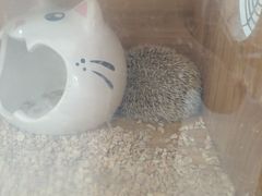 -喵园·猫主题咖啡厅·撸猫·猫咖(国贸店)