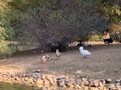 -长白岛森林公园