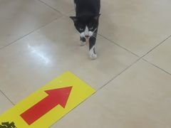 -瑞鹏宠物医院·夜间急症·心超·猫科(祖庙分店)