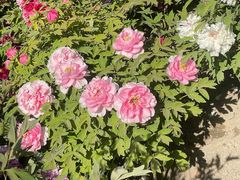 -莲花池公园