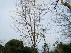 -昆山城市生态森林公园