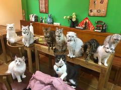 -李小姐の猫咖啡馆(五角场店)