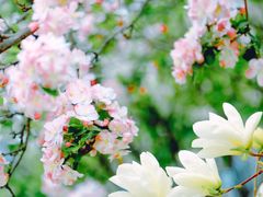 -海棠花溪(元大都城垣遗址公园)