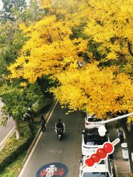 -中国黄金(北京旗舰店)