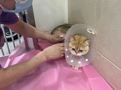 -北京观赏动物医院·24小时大型综合·猫专科·异宠专科