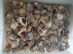 -宾朋海鲜特色美食餐厅·纯手工鲅鱼水饺(兴海路店)