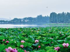 -东湖磨山景区